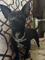 Lost Female Dog last seen 4th street, Ontario, CA 91764