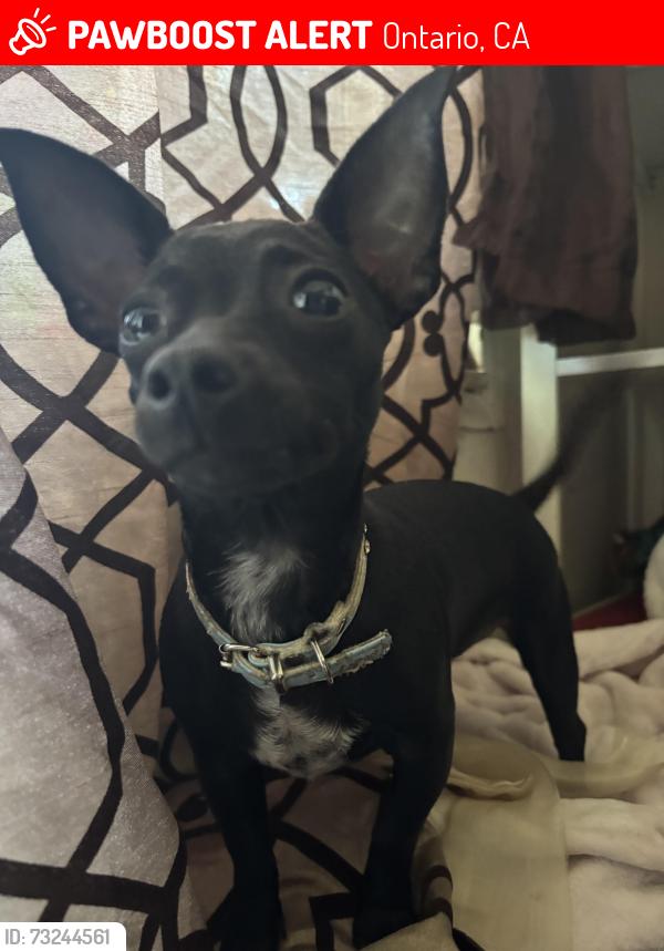 Lost Female Dog last seen 4th street, Ontario, CA 91764