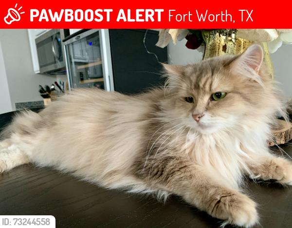 Lost Female Cat last seen In McPherson Ranch, Fort Worth, TX 76244