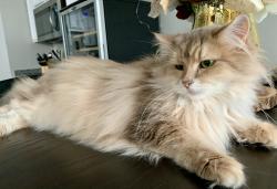 Lost Female Cat last seen In McPherson Ranch, Fort Worth, TX 76244