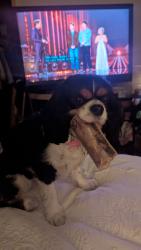 Lost Female Dog last seen 47th and northwest Blvd by the super target, Plymouth, MN 55442