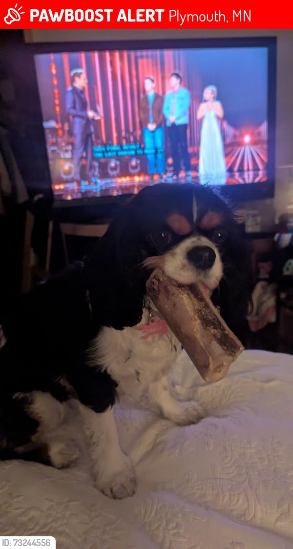 Lost Female Dog last seen 47th and northwest Blvd by the super target, Plymouth, MN 55442