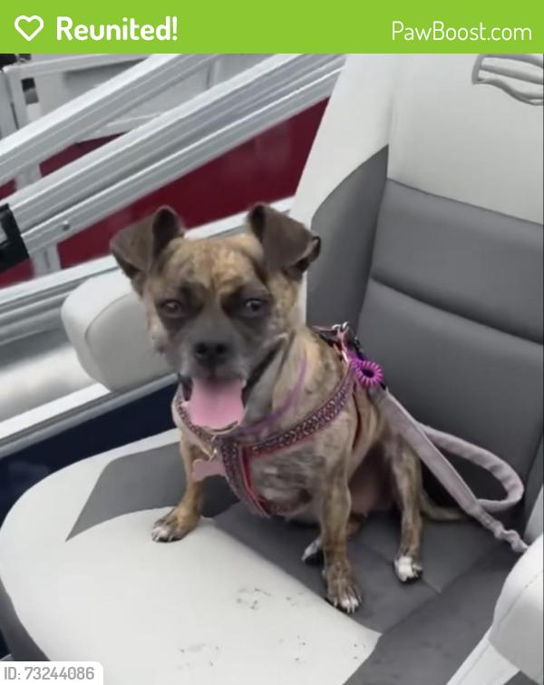 Reunited Female Dog last seen 113th & Seminole blvd, Seminole, FL 33772