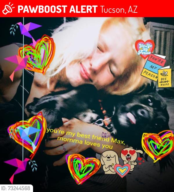 Lost Male Dog last seen 22nd and craycroft, Tucson, AZ 85711