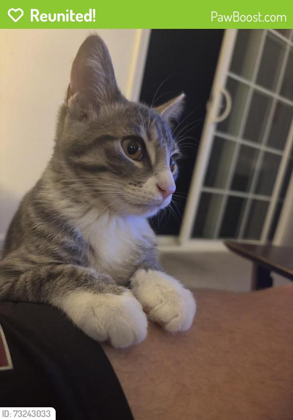 Reunited Male Cat last seen Near Lincoln village circle, Larkspur, CA 94939