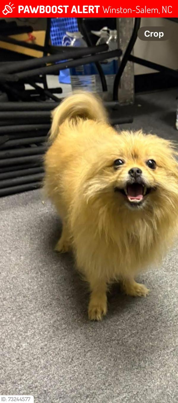 Lost Male Dog last seen Dollar General/Compare Foods, Winston-Salem, NC 27127