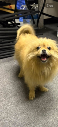 Lost Male Dog last seen Dollar General/Compare Foods, Winston-Salem, NC 27127