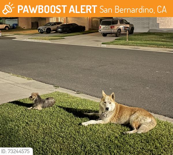Found/Stray Unknown Dog last seen Baseline and Sterling, San Bernardino, CA 92404