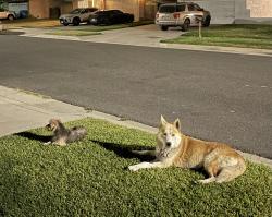 Found/Stray Unknown Dog last seen Baseline and Sterling, San Bernardino, CA 92404
