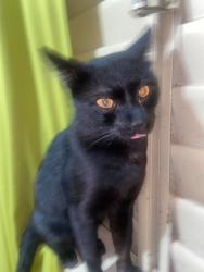 Lost Male Cat last seen Durvalino Rapina, Mirandópolis, SP 