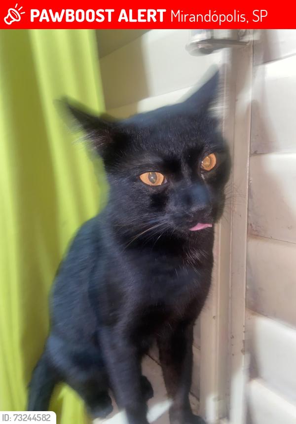Lost Male Cat last seen Durvalino Rapina, Mirandópolis, SP 