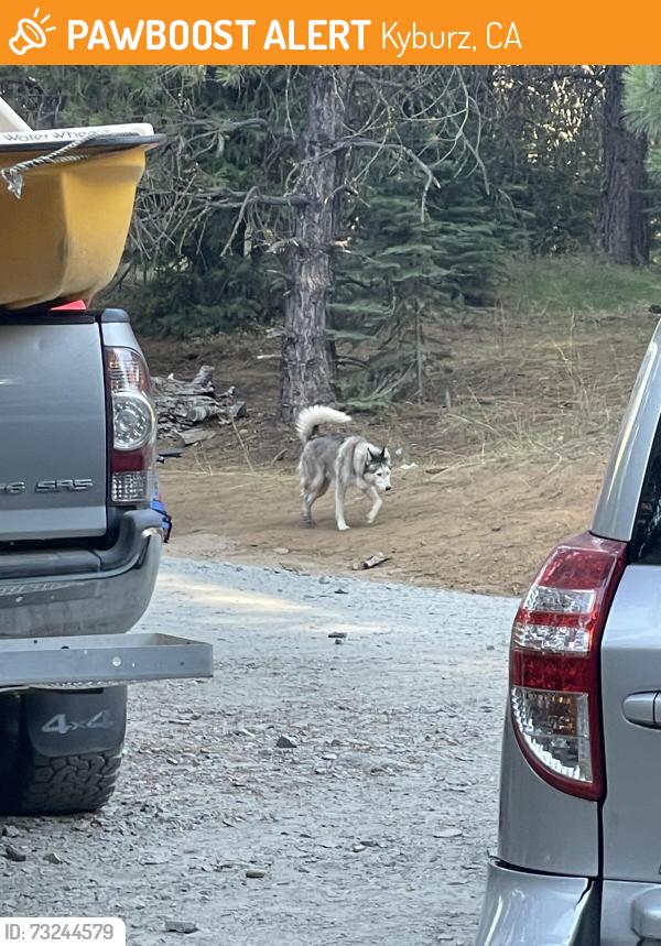 Found/Stray Unknown Dog last seen Coordinates 38.88181° N, 120.35560° W, Kyburz, CA 95720