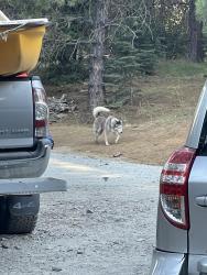Found/Stray Unknown Dog last seen Coordinates 38.88181° N, 120.35560° W, Kyburz, CA 95720