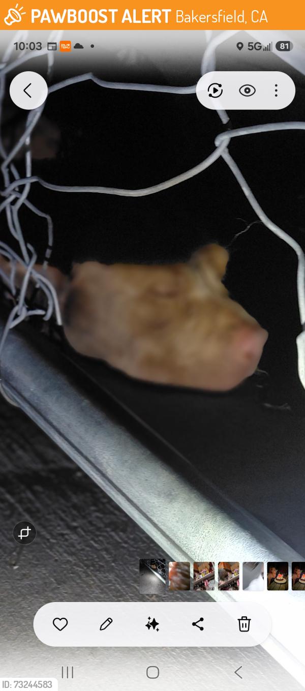 Found/Stray Male Dog last seen Fairview and Osborne, Bakersfield, CA 93307