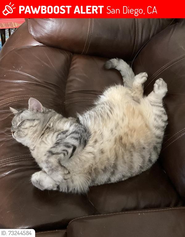 Lost Female Cat last seen Challenger Middle School, San Diego, CA 92126