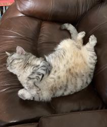 Lost Female Cat last seen Challenger Middle School, San Diego, CA 92126