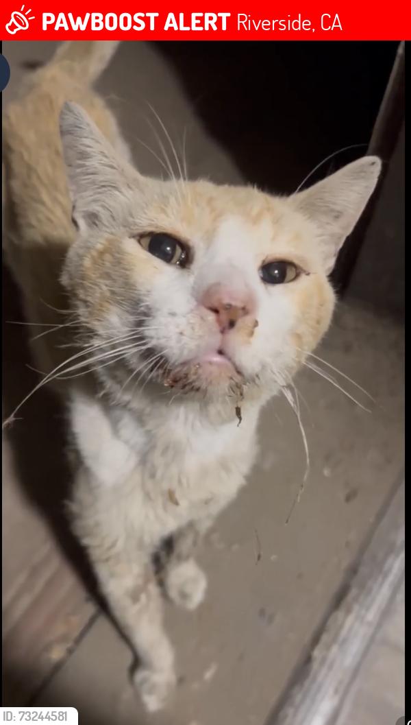 Lost Male Cat last seen Brookhollow circle jurupa valley at the bear forest products, Riverside, CA 92509