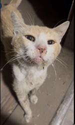 Lost Male Cat last seen Brookhollow circle jurupa valley at the bear forest products, Riverside, CA 92509