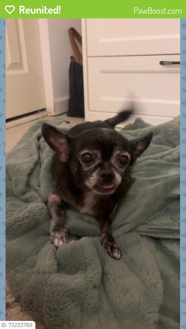 Reunited Male Dog last seen Kenneth Avenue and Madison Avenue Fair Oaks, Fair Oaks, CA 95628