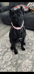 Reunited Female Dog last seen Sun fire and vista del sol, Horizon City, TX 79928
