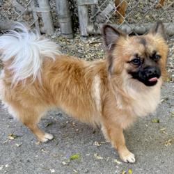 Shelter Stray Male Dog last seen Near 12th St, Oakland, CA, 1101 29th Ave, Oakland, CA 94601, USA