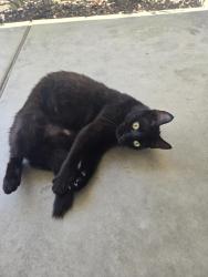 Lost Female Cat last seen Western st and knott, Stanton, CA 90680
