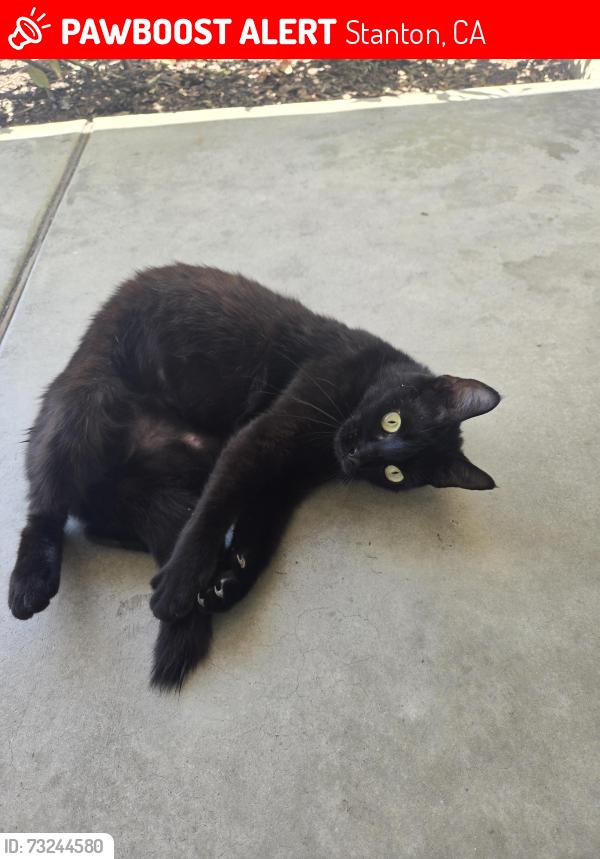 Lost Female Cat last seen Western st and knott, Stanton, CA 90680