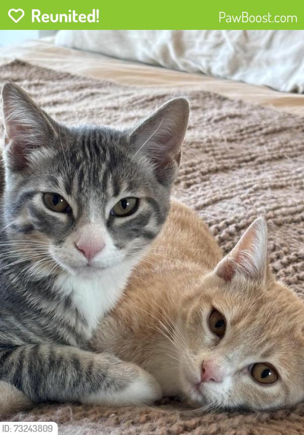 Reunited Male Cat last seen Lincoln Village Circle and Larkspur Landing Circle., Larkspur, CA 94939