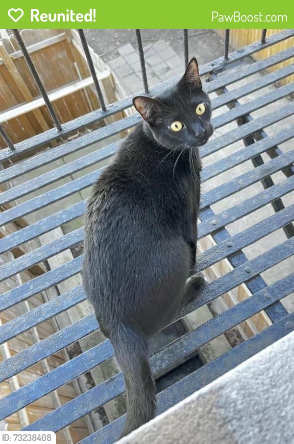 Reunited Male Cat last seen Near 19 street South Park slope between 3rd and 4th Avenue, Brooklyn, NY 11232