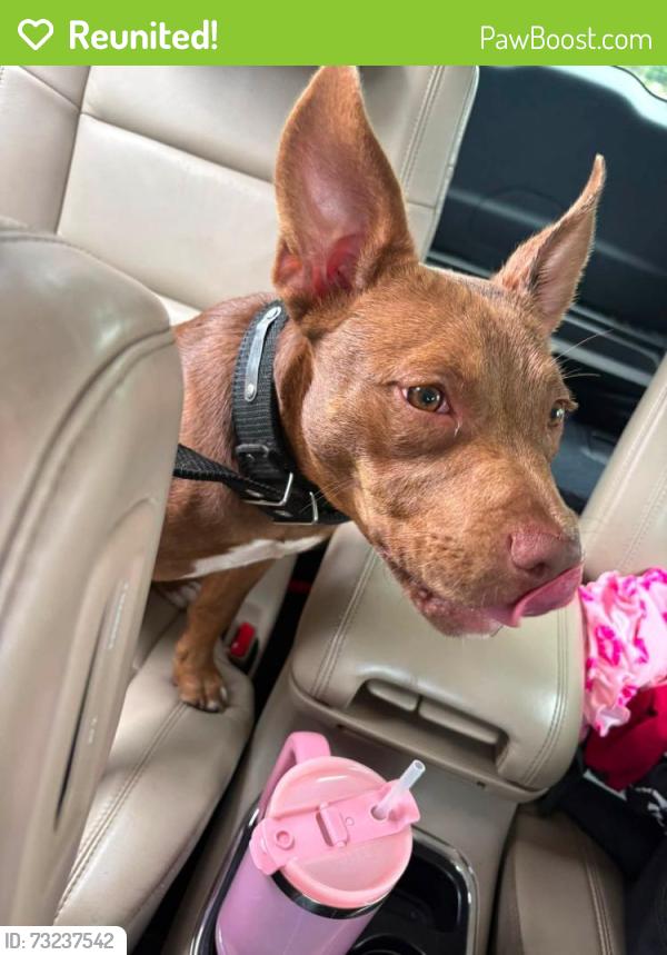 Reunited Female Dog last seen Goldenrod and Pershing, Orange County, FL 32822