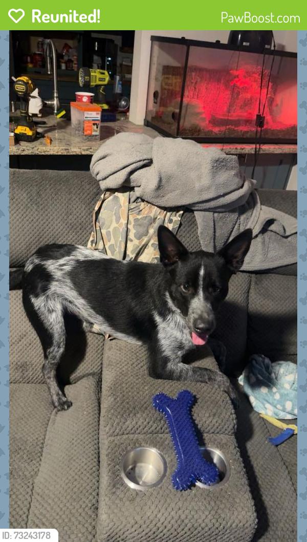 Reunited Male Dog last seen Between si terry and tucker ln, Conroe, TX 77306