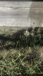 Found/Stray Unknown Cat last seen backyard, Langley Township, BC V2Y 0X4