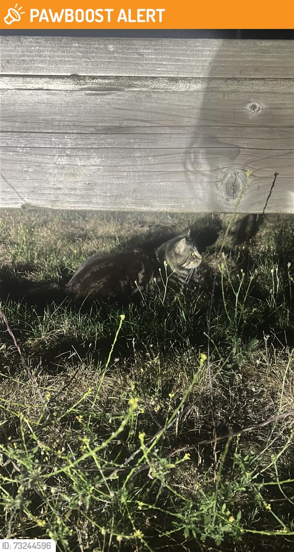Found/Stray Unknown Cat last seen backyard, Langley Township, BC V2Y 0X4