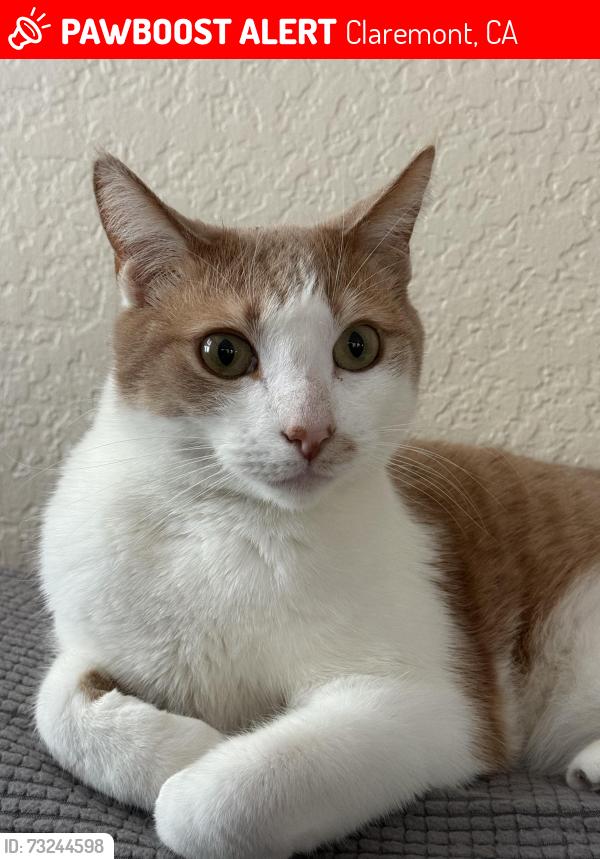 Lost Male Cat last seen Capuchin way, baseline in Claremont, Claremont, CA 91711