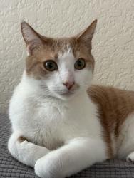 Lost Male Cat last seen Capuchin way, baseline in Claremont, Claremont, CA 91711