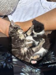 Shelter Stray Male Cat last seen Apt 54,2420 Palm Ave, San Diego, CA, 92154, 5500 Gaines St, San Diego, CA 92110, USA