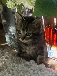 Shelter Stray Female Cat last seen Near Commercial Street, San Diego, CA, 92113, 5500 Gaines St, San Diego, CA 92110, USA