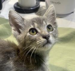 Shelter Stray Female Cat last seen Shooting Star Dr, San Diego, CA, 92173, 5500 Gaines St, San Diego, CA 92110, USA