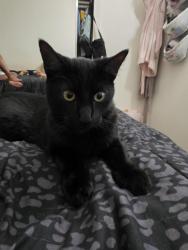 Lost Male Cat last seen Malva av, Goleta, CA 93117