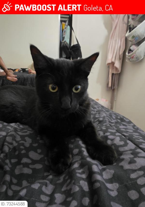 Lost Male Cat last seen Malva av, Goleta, CA 93117