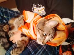 Lost Male Cat last seen West casino road, Everett, WA 98204