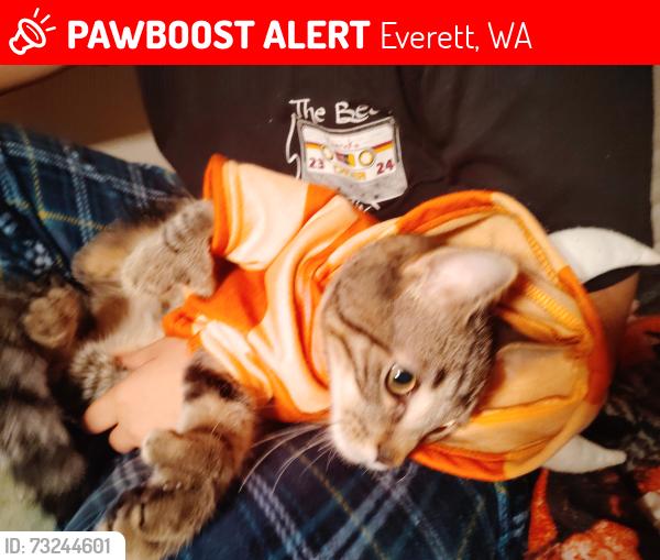 Lost Male Cat last seen West casino road, Everett, WA 98204