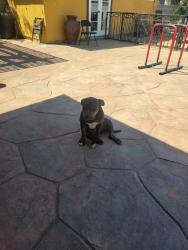 Lost Female Dog last seen Howard lane park, San Diego, CA 92173
