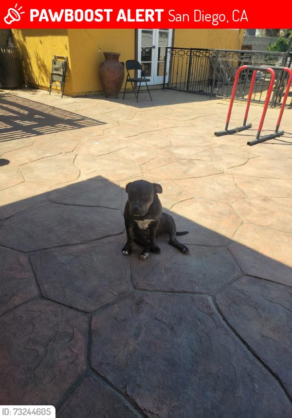 Lost Female Dog last seen Howard lane park, San Diego, CA 92173