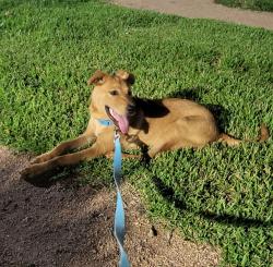 Reunited Male Dog last seen Cypress Station and Wells Fargo Dr, Houston, TX 77090