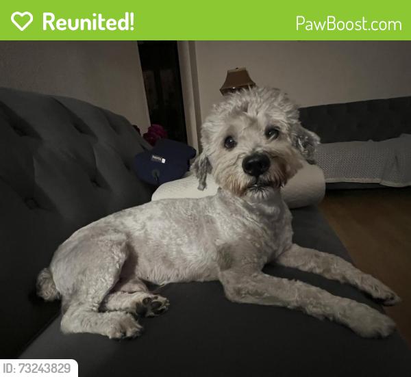 Reunited Male Dog last seen Peachwood & Trabuco Rd, Lake forest, CA 92630, Lake Forest, CA 92630