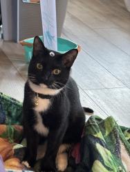 Reunited Male Cat last seen herring creek drive and maple cross st, Accokeek, MD 20607