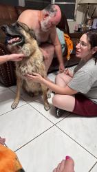 Reunited Male Dog last seen Haverhill, Haverhill, FL 33417