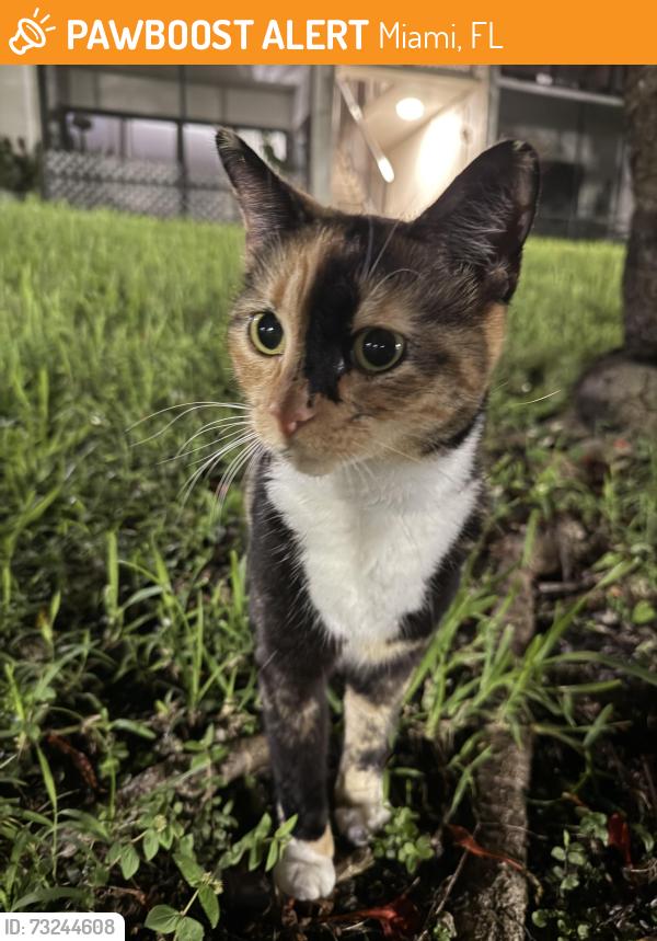 Found/Stray Unknown Cat last seen near parking lot and trees, Miami, FL 33176