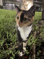 Found/Stray Unknown Cat last seen near parking lot and trees, Miami, FL 33176